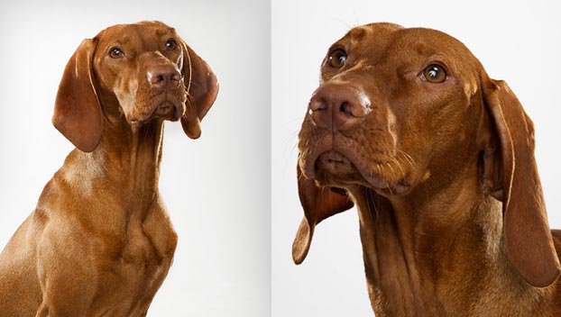 Vizsla Dog Breed Selector Animal Planet