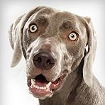 Weimaraner