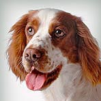 Welsh Springer Spaniel