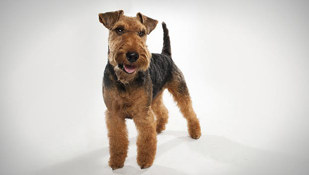 terrier dog breeds