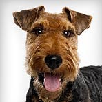 Welsh Terrier