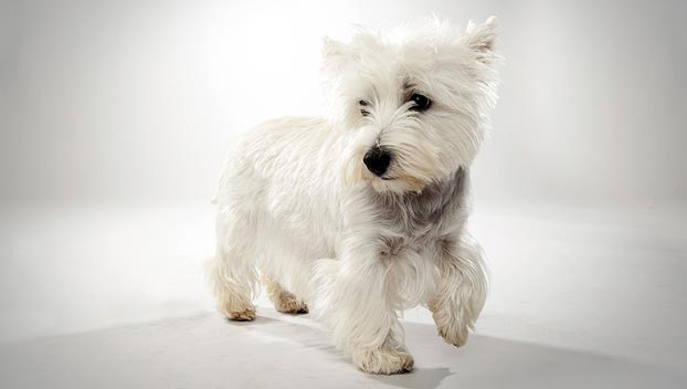white terrier breed