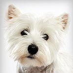 West Highland White Terrier