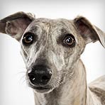Whippet