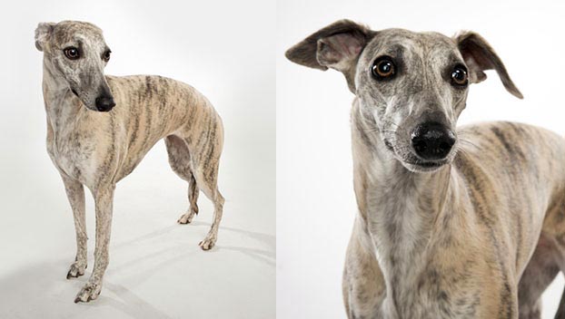 small whippet breed