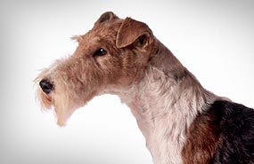 Wire Fox Terrier