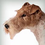 Wire Fox Terrier