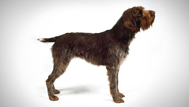 wirehaired pointing griffon dog