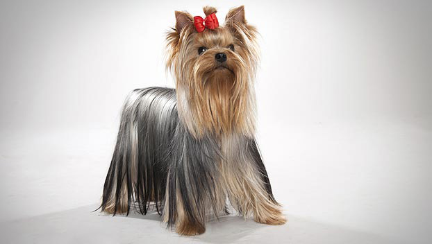 yorkshire terrier breeds of dogs
