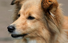 herding dog breeds