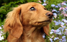 small hound dog breeds