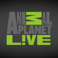 animal planet live