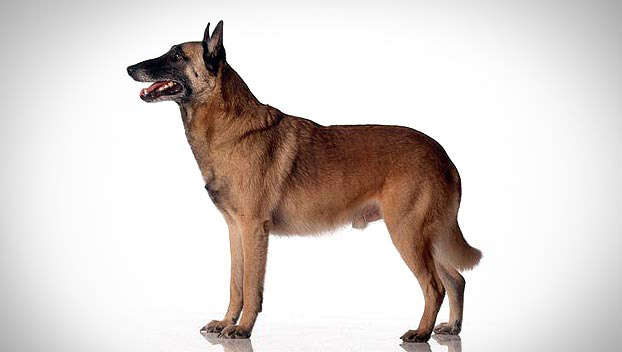 Belgian Malinois : Dog Breed Selector : Animal Planet