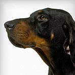 Black and Tan Coonhound