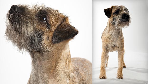 Border Terrier : Dog Breed Selector : Animal Planet
