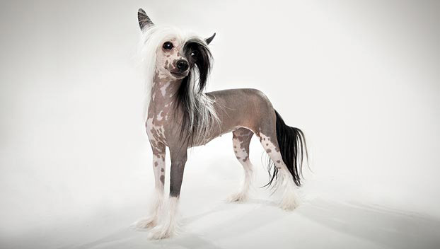 Chinese Crested : Dog Breed Selector : Animal Planet