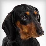 Dachshund (Miniature) : Dog Breed Selector : Animal Planet