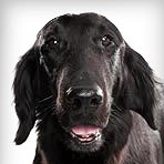 German Shorthaired Pointer : Dog Breed Selector : Animal Planet