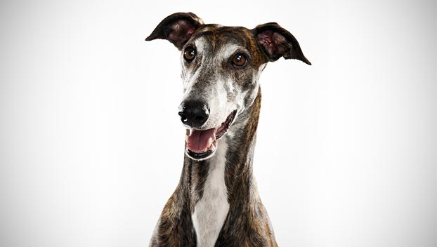 Greyhound Dog Front