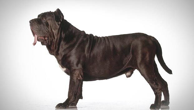 Is the Neapolitan Mastiff right for you? Find your perfect match now!
