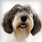 Hound Dog Breeds : Dog Breed Selector : Animal Planet