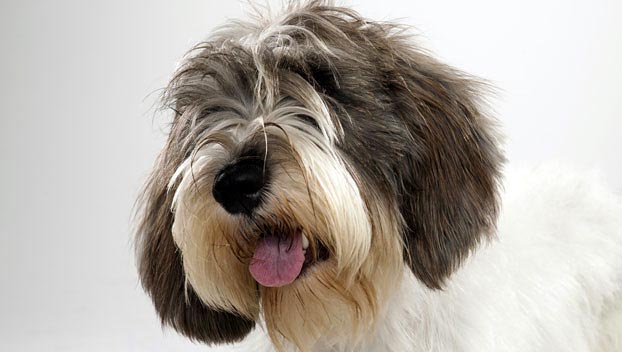 Petit Basset Griffon Vendeen : Dog Breed Selector : Animal ...