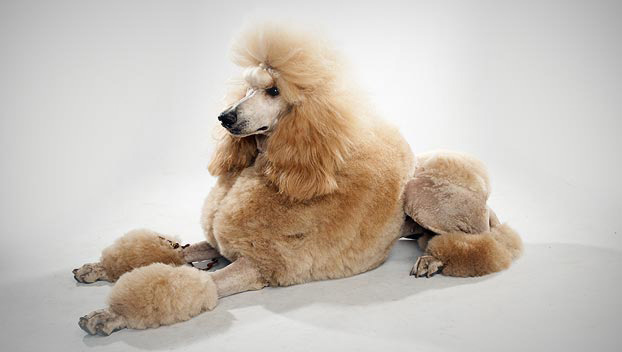 Standard Poodle