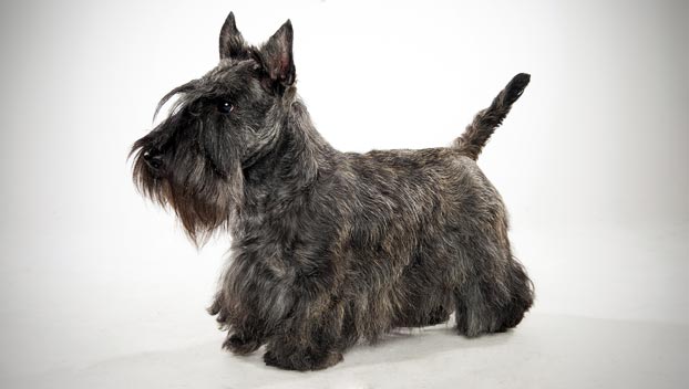 Scottish Terrier : Dog Breed Selector : Animal Planet