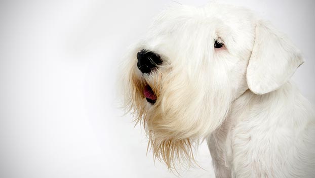 Sealyham Terrier : Dog Breed Selector : Animal Planet